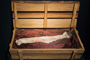 Rectangle ,Shelf ,Wood ,Hardwood ,Tints and shades.