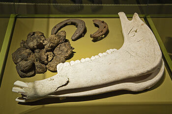Natural material ,Wood ,Artifact ,Athletic shoe ,Art.