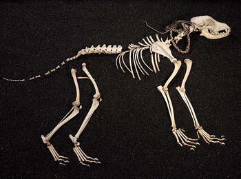 This dog ended his life in the snow in the Jotunheimen mountains in the 16th century. We do not know for sure if it was hunting, or hiking over the mountain with its owner. The dog was about 50 cm tall, and it was a male dog. One of it’s ribs had been broken and healed again. A tooth has been submitted for DNA analysis, and we are very excited to see if the result shows whether it is related to any modern dog breeds. The dog had a collar made of cordage. It may be a sign that the dog was used for hunting. It was important to be able to keep the dog under control until the hunter had sent off his shots. The hunter's best friend was invaluable in tracking down an injured animal, then as now. C63772.