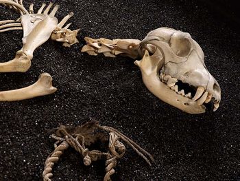 Jaw ,Wood ,Gesture ,Natural material ,Bone.