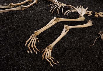 Extinction ,Rib ,Wood ,Gesture ,Skeleton.