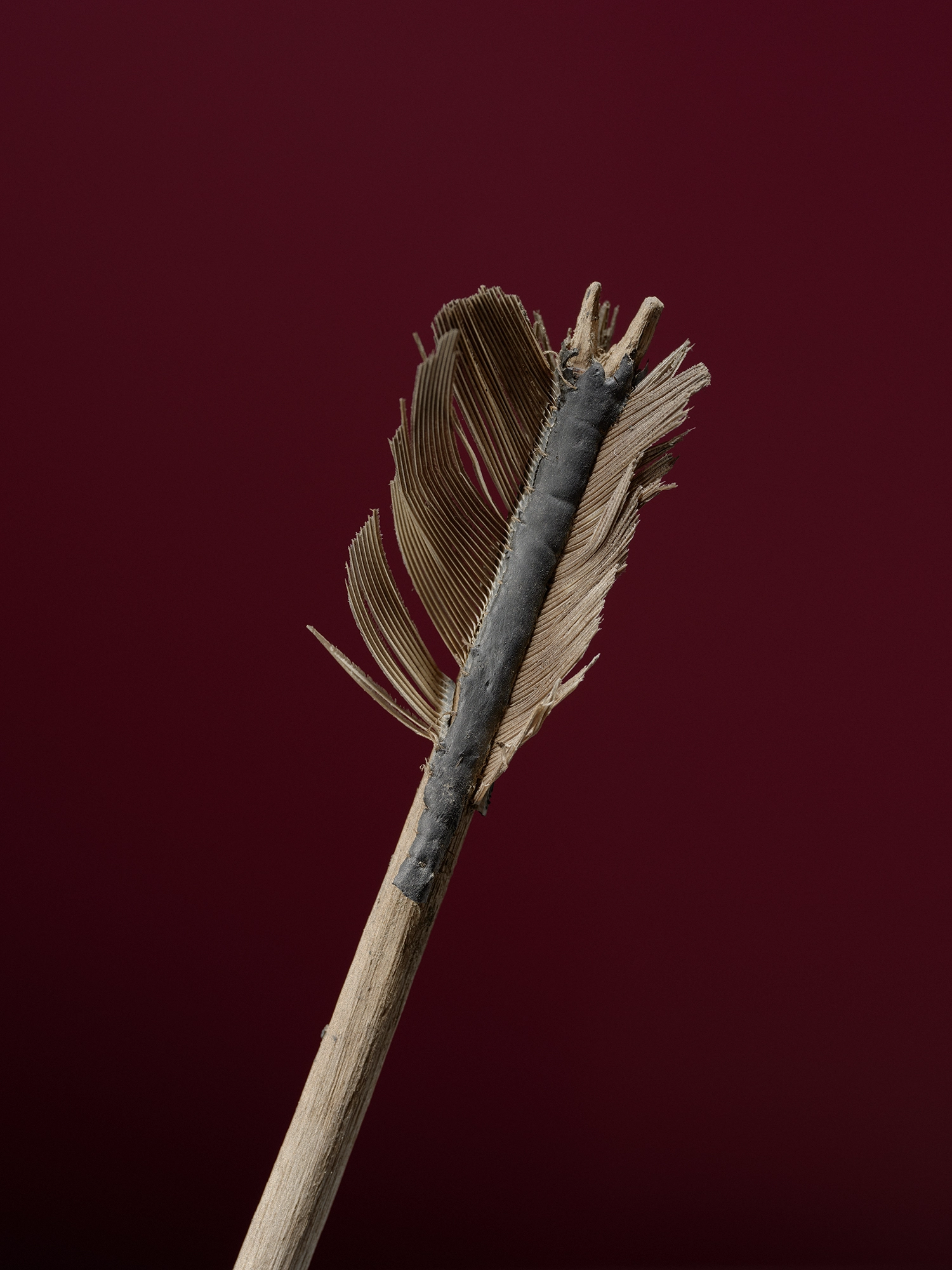 Image may contain: Natural material, Feather, Arrow, Quill.