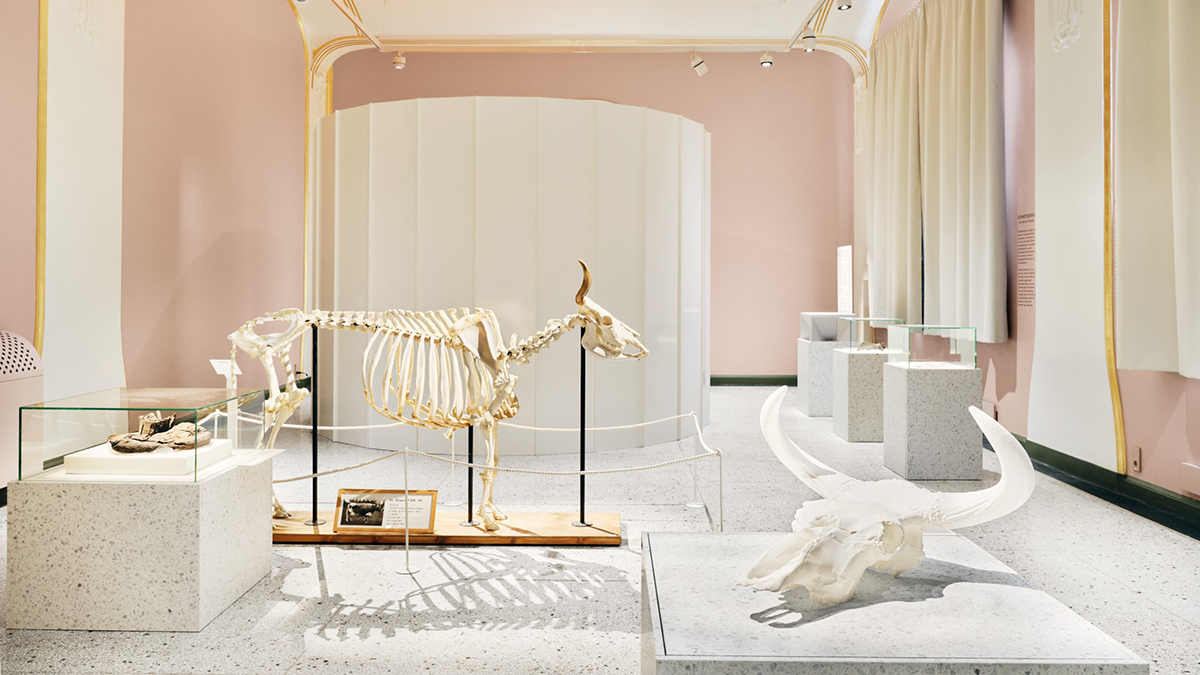 Et rom med ulike gjenstander knyttet til dyr, i bakgrunnen står et skjelett av en ku.