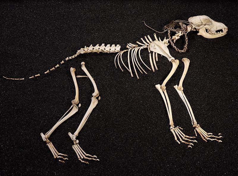 This dog ended his life in the snow in the Jotunheimen mountains in the 16th century. We do not know for sure if it was hunting, or hiking over the mountain with its owner. The dog was about 50 cm tall, and it was a male dog. One of it’s ribs had been broken and healed again. A tooth has been submitted for DNA analysis, and we are very excited to see if the result shows whether it is related to any modern dog breeds. The dog had a collar made of cordage. It may be a sign that the dog was used for hunting. It was important to be able to keep the dog under control until the hunter had sent off his shots. The hunter&#39;s best friend was invaluable in tracking down an injured animal, then as now. C63772.