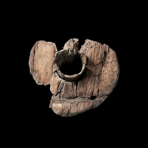 kjeve ,tre ,naturlig materiale ,gjenstand ,fossil.