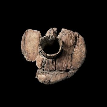kjeve ,tre ,naturlig materiale ,gjenstand ,fossil.
