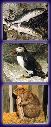 Tre bilder av dyr, fisker, pingvin og en gnager