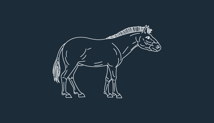Illustrasjon av en tidligere hesterease kalt Merychippus