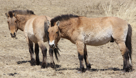 Przewalskis hester nyter frihet på steppene igjen. / Foto: Robyn Hepburn
