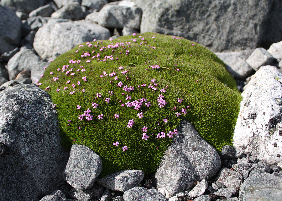 Bildet kan inneholde: blomst, anlegg, botanikk, berggrunn, organisme.
