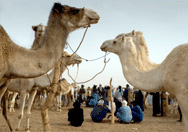 Bildet kan inneholde: fotografi, økoregion, naturlige omgivelser, pattedyr, kamelid.